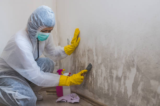 Best Industrial Mold Remediation in Greendale, IN